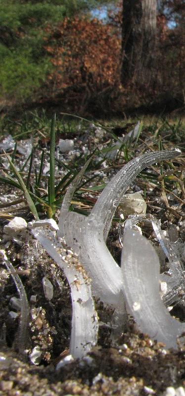 2008-12-13_Ice_Forest 004_1.jpg